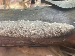 Mycoacia fuscoatra thumbnail 2