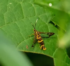 Ironweed Clearwing Moth thumbnail 4