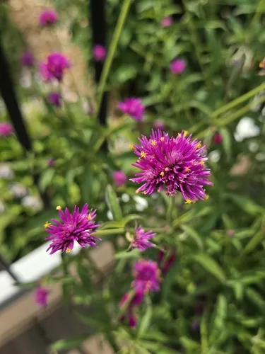 Gomphrena pulchella