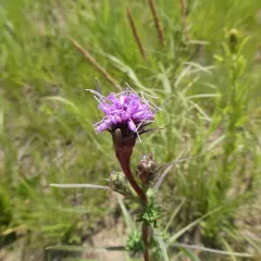 scaly blazing star thumbnail 4
