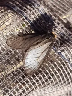 Rockslide Lichen Moth thumbnail 4