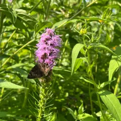 Horace's Duskywing thumbnail 4