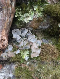 greater toad pelt lichen thumbnail 3