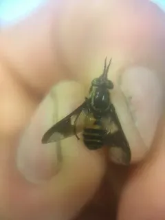 Venus Deer Fly thumbnail 2