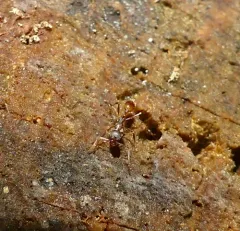 Tawny Collared Ant thumbnail 4