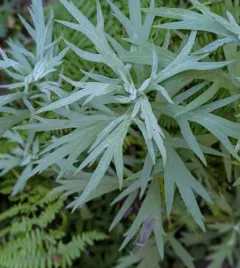California mugwort thumbnail 3