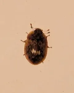 Lobiopa undulata thumbnail 4