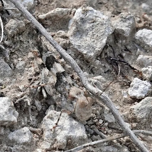 Lichen Grasshopper