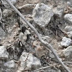 Lichen Grasshopper thumbnail 1