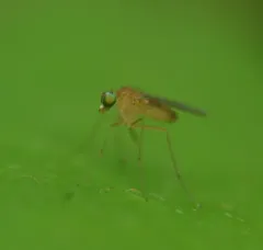Xanthochlorus helvinus thumbnail 4