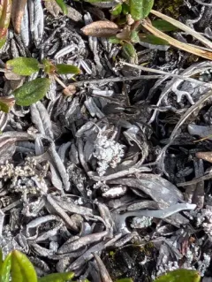 Pardosa glacialis thumbnail 2