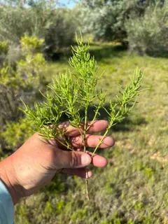Boraxweed thumbnail 4