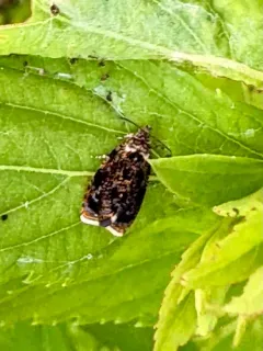 Olethreutes albiciliana thumbnail 4
