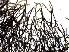 Lamproderma acanthosporum thumbnail 2
