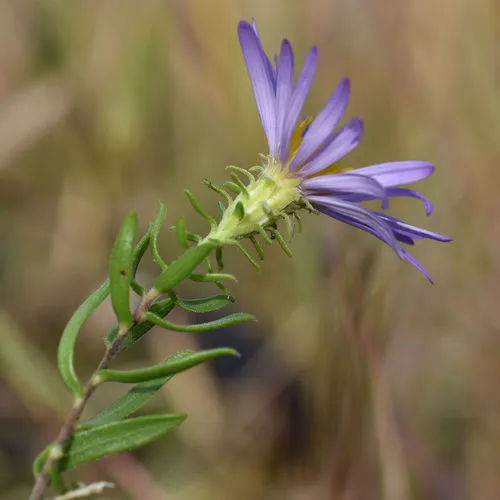 Aromatic Aster