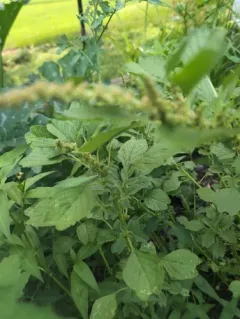 purple amaranth thumbnail 4