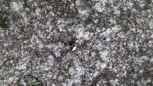 Black-spotted Orbweaver