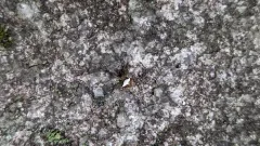 Black-spotted Orbweaver thumbnail 1