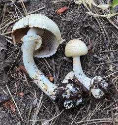 Agaricus sandianus thumbnail 3