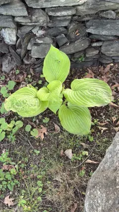 Siebold's Plantain Lily thumbnail 2