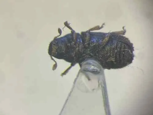 Xylechinus americanus