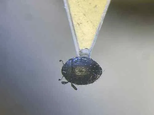 Chaetophora spinosa