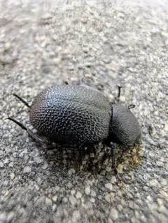 Eleodes pimelioides thumbnail 4