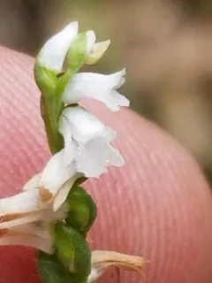 Little Ladies' Tresses thumbnail 2