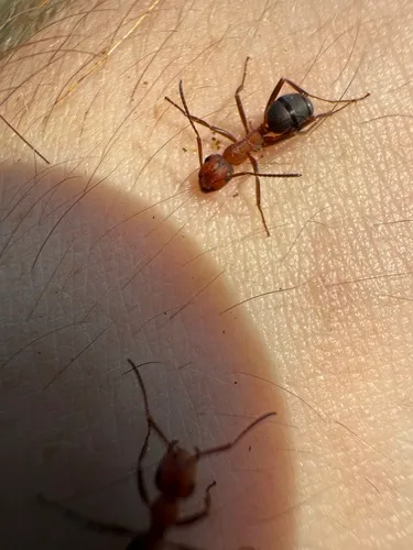 Compact Mound Ant