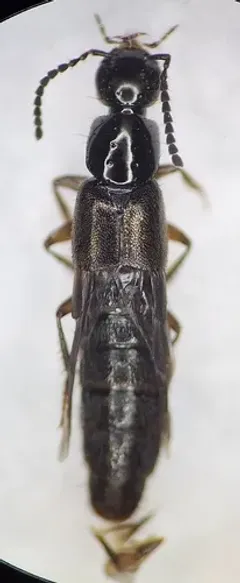 Philonthus umbratilis thumbnail 3