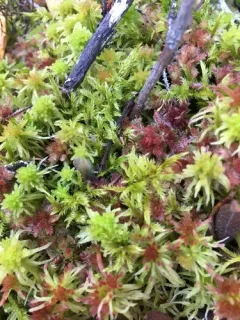 Tomentypnum falcifolium thumbnail 3