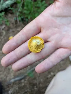 Golden Chanterelle thumbnail 4