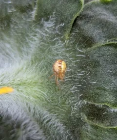 Forest Cobweb Weaver thumbnail 1