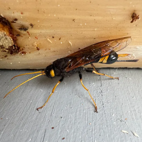 Yellow-horned Horntail
