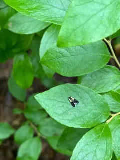Yellow-vested Moth thumbnail 3