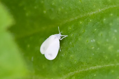 honeysuckle whitefly
