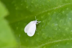 honeysuckle whitefly thumbnail 1