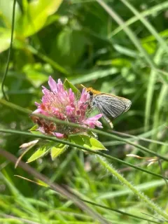 Poweshiek Skipperling thumbnail 4