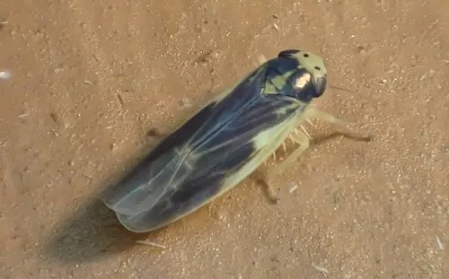 Macrosteles variatus