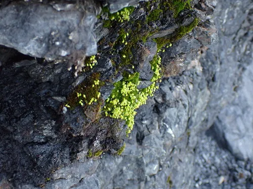 Porsild's Bryum