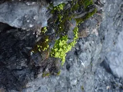 Porsild's Bryum thumbnail 1