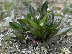 Edwards' eutrema thumbnail 3