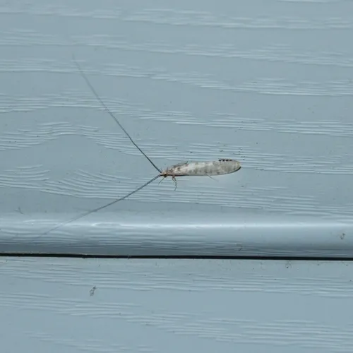 Nectopsyche exquisita