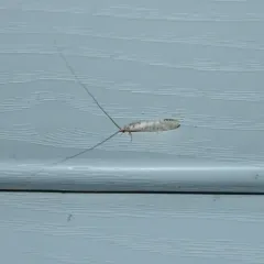 Nectopsyche exquisita thumbnail 1