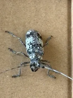 White Oak Borer thumbnail 3