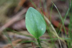 Appalachian adder's-mouth thumbnail 1