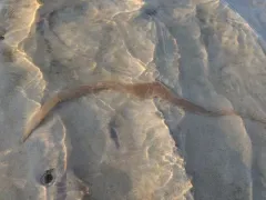 American Lugworm thumbnail 4