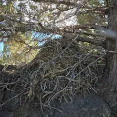 Bushy-tailed Woodrat thumbnail 2