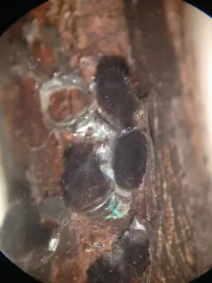 Diacheopsis metallica thumbnail 1