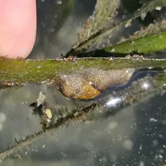 Blister Glassy-bubble thumbnail 3